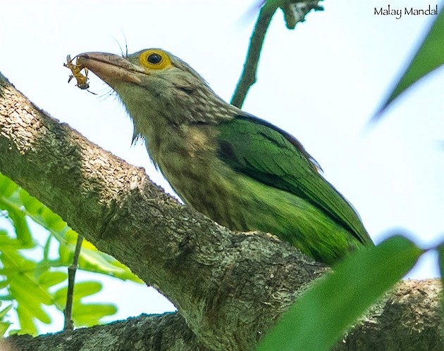 Lineated Barbet - ML378989931