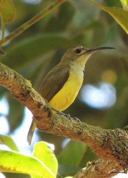 dvergedderkoppjeger - ML378990431