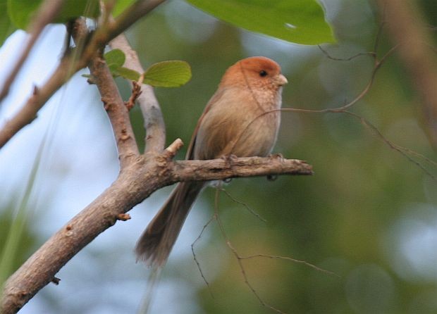 Vinous-throated Parrotbill - ML378990611