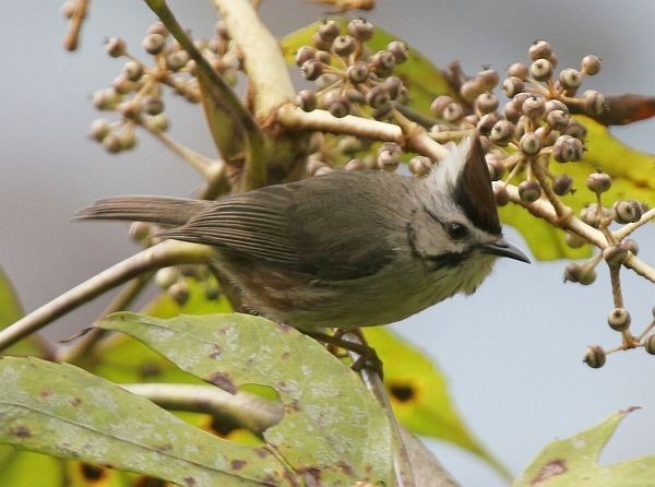 Taiwan Yuhina - ML378990671