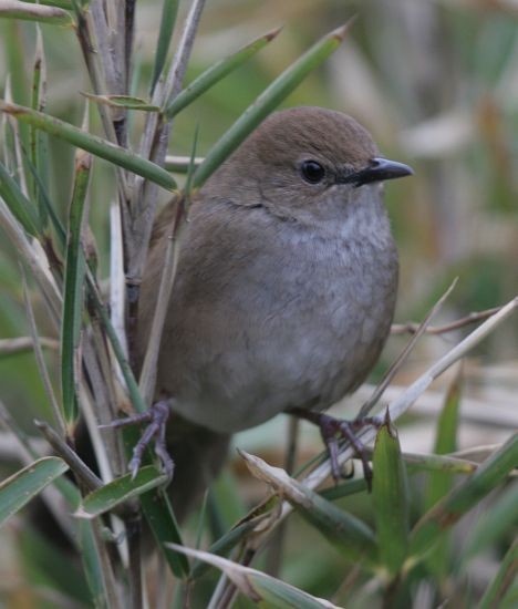 Taiwan Bush Warbler - ML378990681