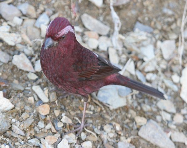 Taiwan Rosefinch - ML378990721