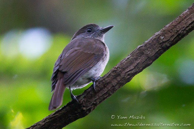 Sumba Jungle Flycatcher - ML378991701