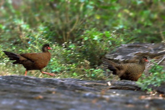 Red Spurfowl - ML378992281