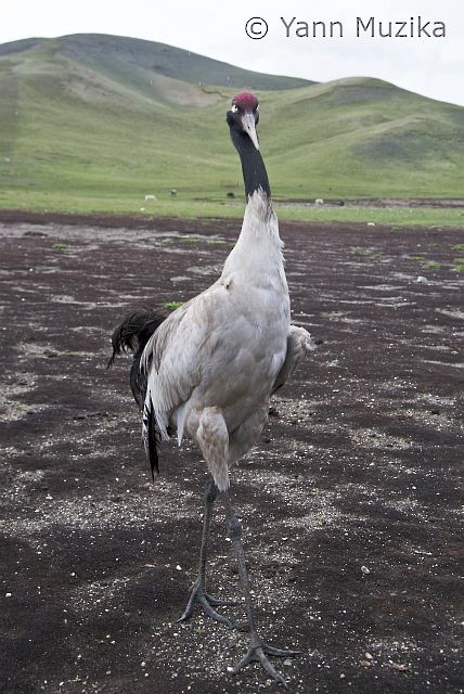 Black-necked Crane - ML378992571