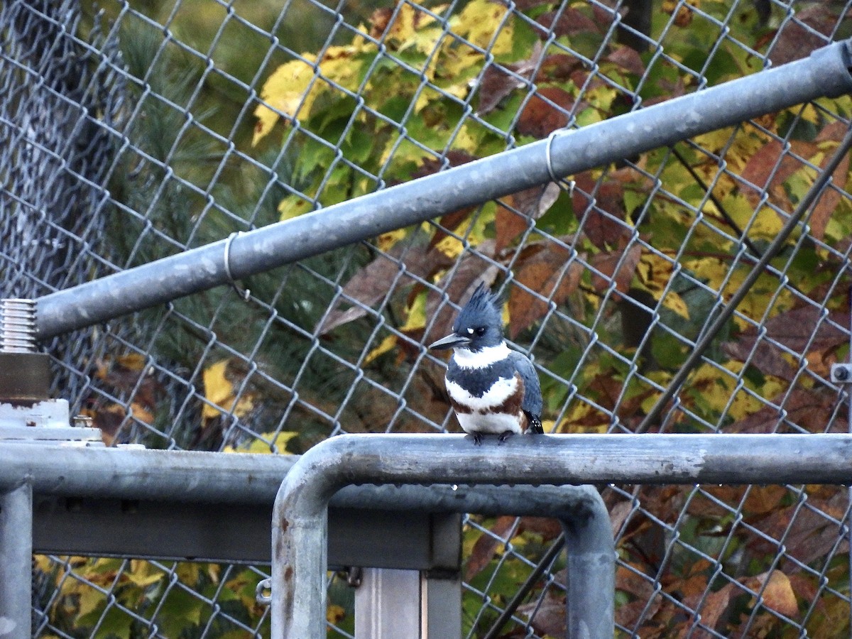 Belted Kingfisher - ML378993291