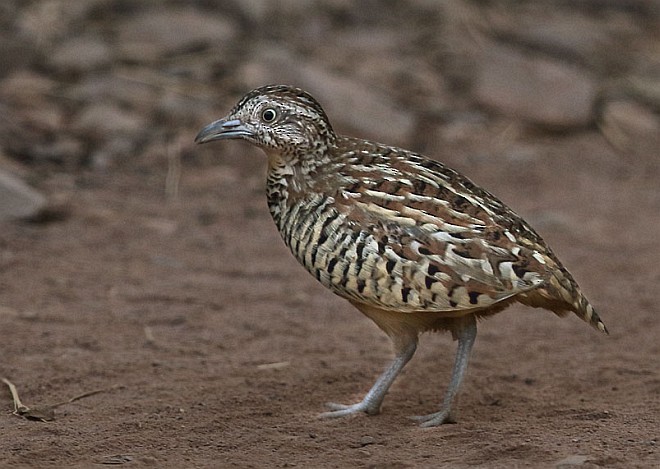 Barred Buttonquail - ML378993361