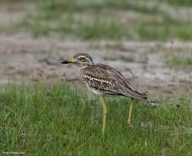 Indian Thick-knee - Arijit Banerjee