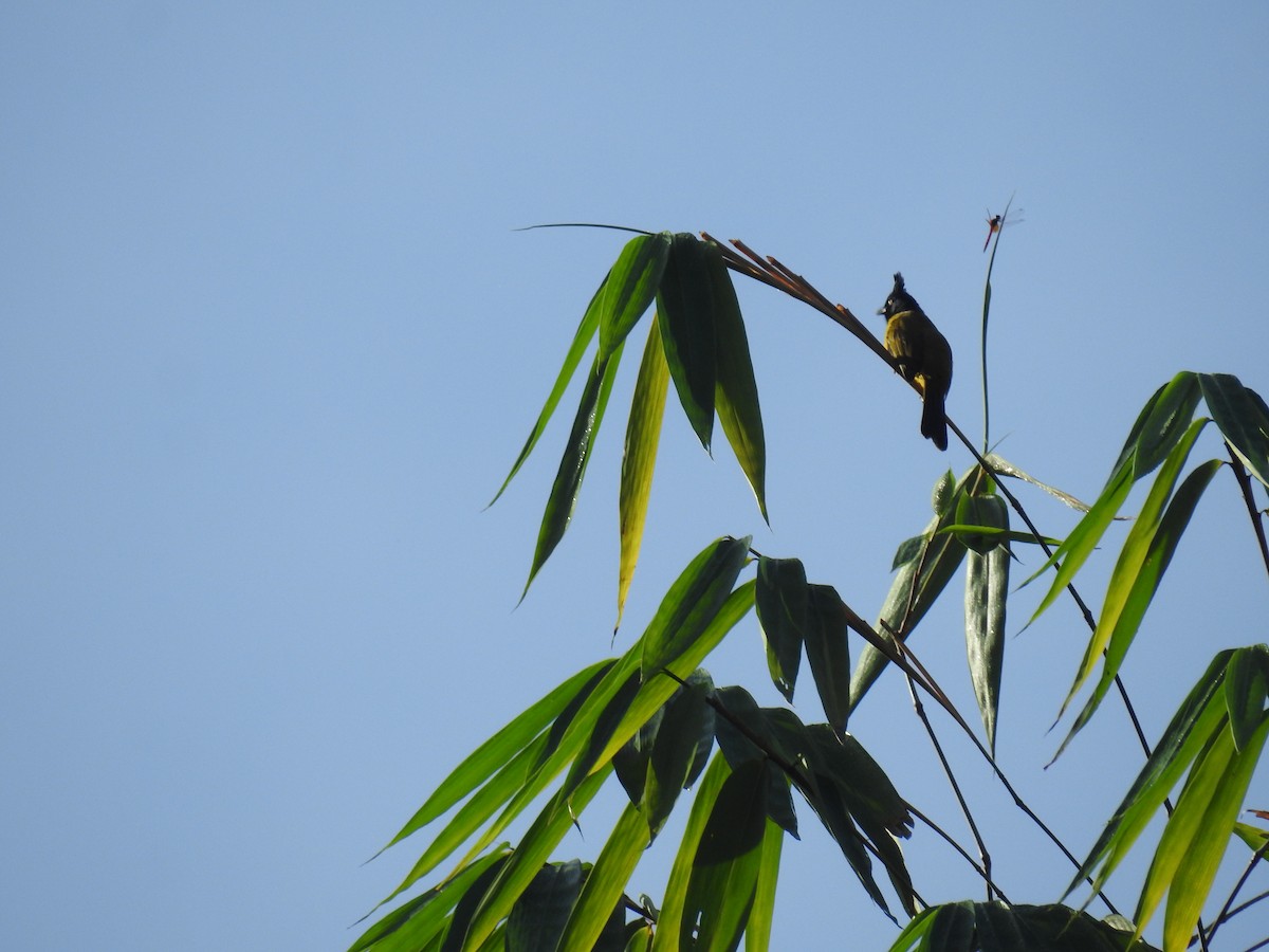 Black-crested Bulbul - ML378994121