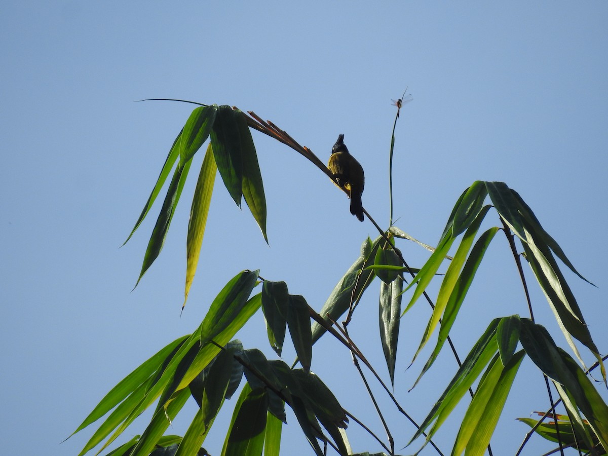 Black-crested Bulbul - ML378994131