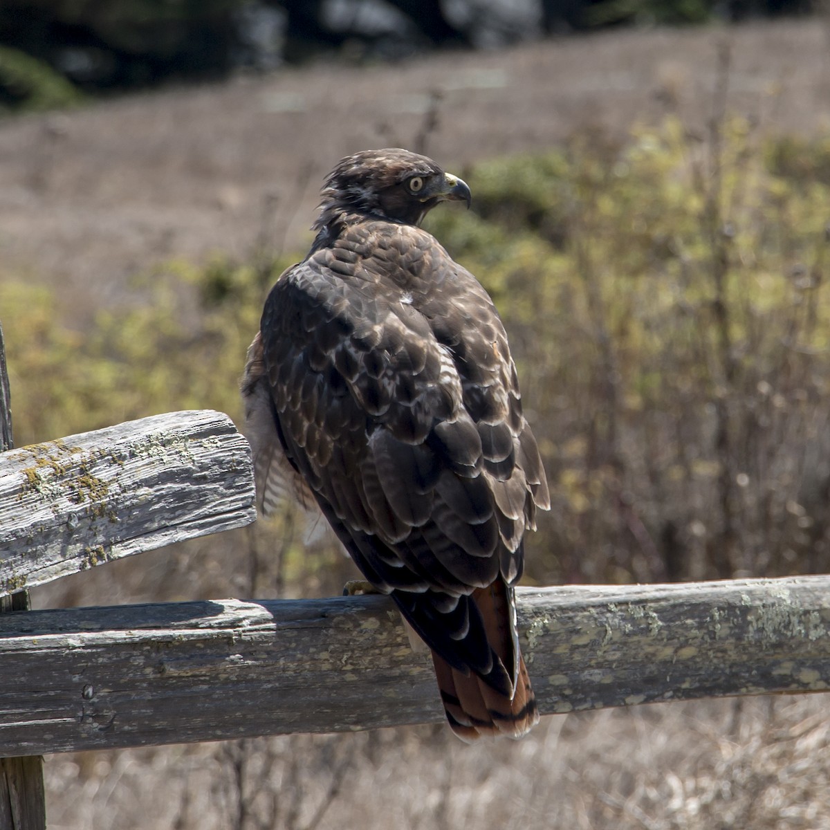 Red-tailed Hawk - R Miller