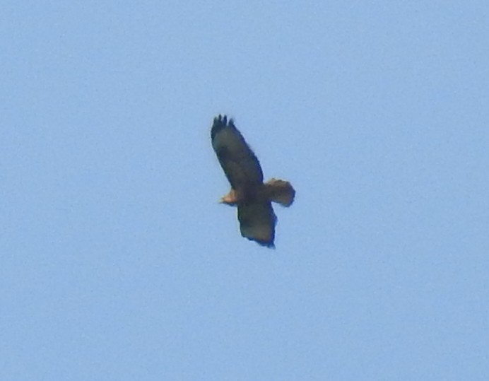 Himalayan Buzzard - ML378994731