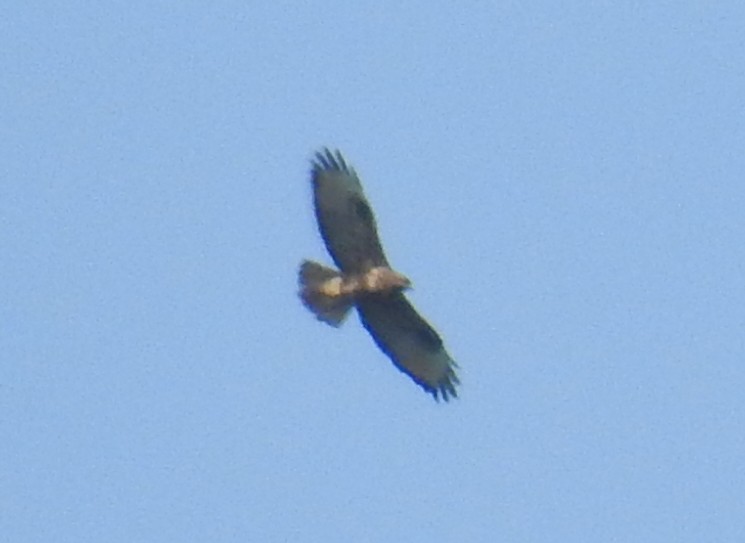 Himalayan Buzzard - ML378994751