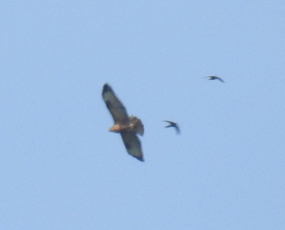 Himalayan Buzzard - ML378994761