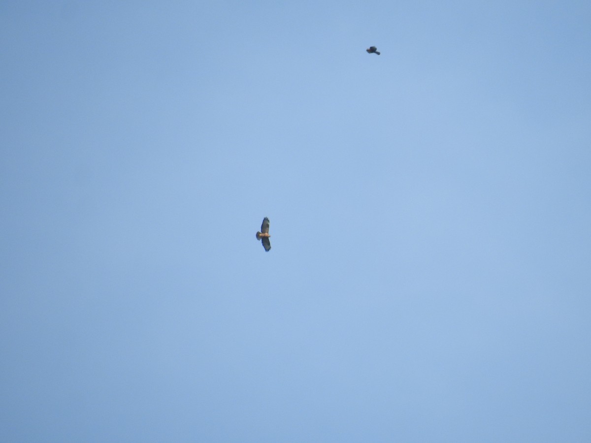 Himalayan Buzzard - ML378994881