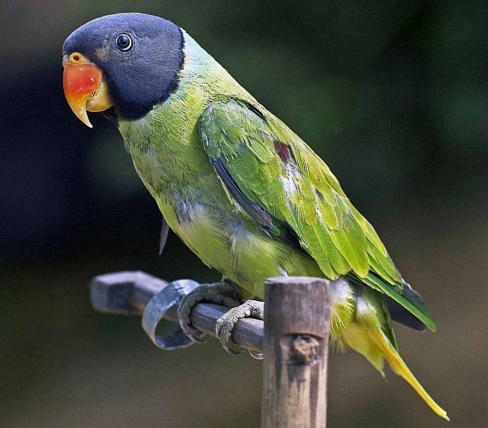 Gray-headed Parakeet - ML378995081