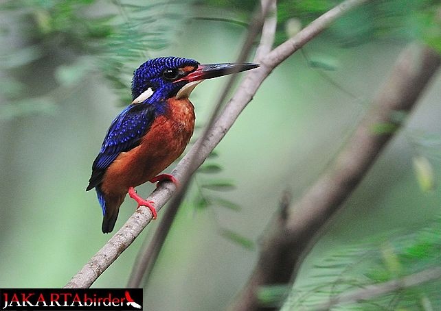 Blue-eared Kingfisher - ML378996541