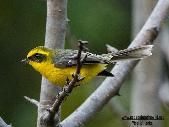 Yellow-bellied Fairy-Fantail - ML378997121