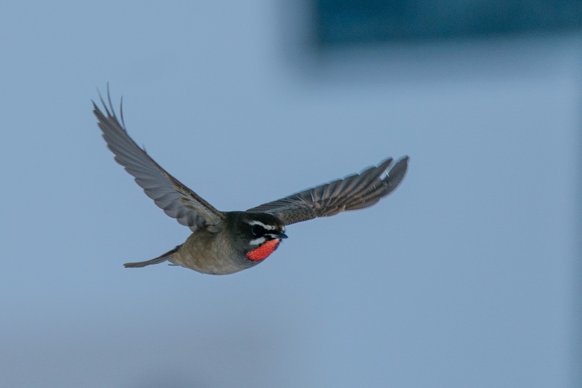 Siberian Rubythroat - ML378997281