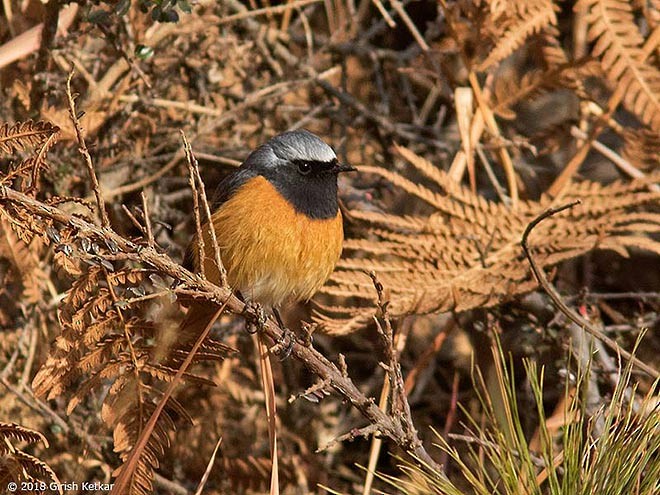 Hodgson's Redstart - ML378997321