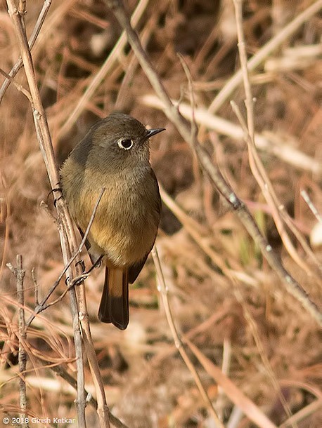 Hodgson's Redstart - ML378997331