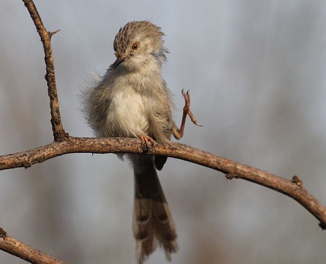 Delicate Prinia - ML378997911