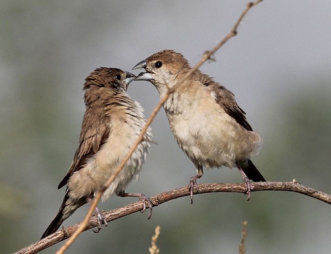 Indian Silverbill - ML378997921