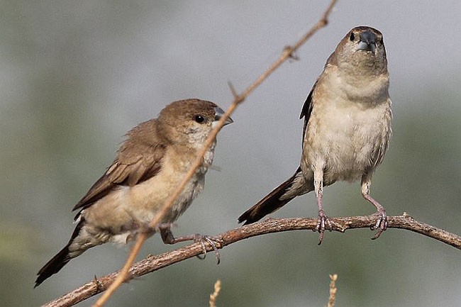 Indian Silverbill - ML378997941