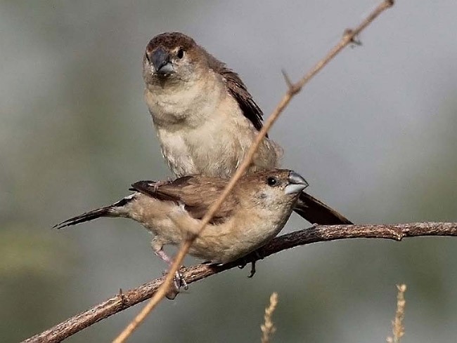 Indian Silverbill - ML378997951
