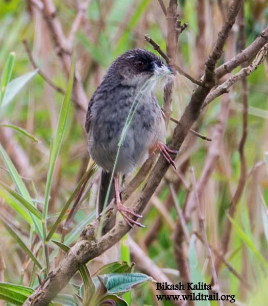 Prinia crinigère - ML378998441