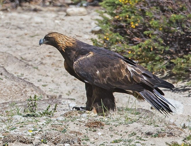 Golden Eagle - ML378999521