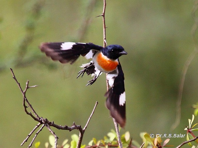 White-bellied Minivet - ML378999541