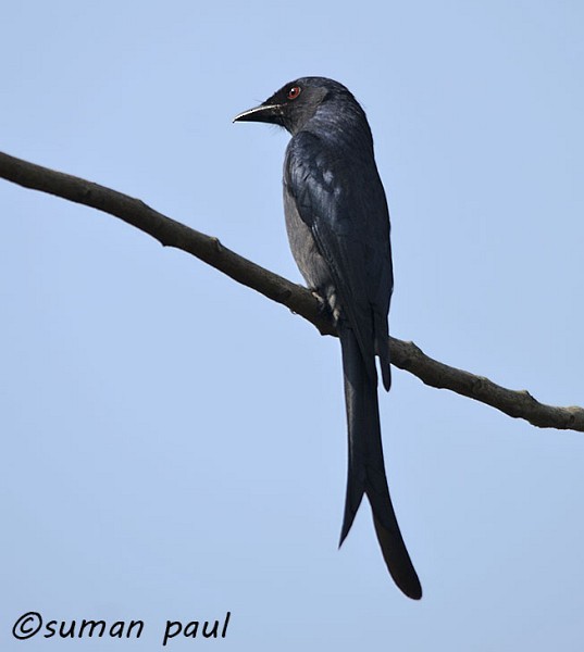 Ashy Drongo (Blackish) - ML378999681