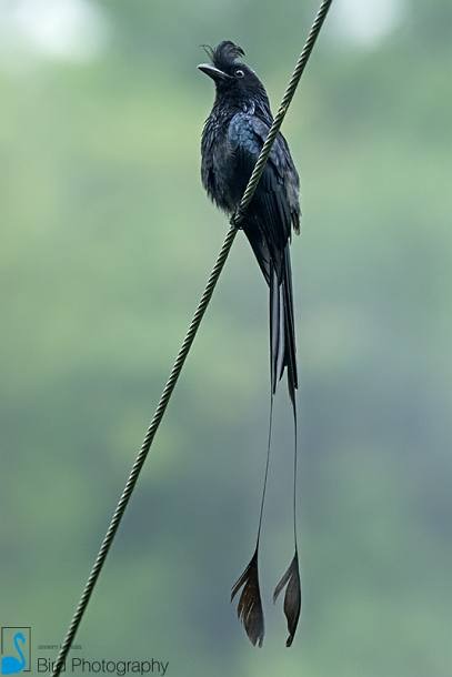 Greater Racket-tailed Drongo - Aseem Kothiala