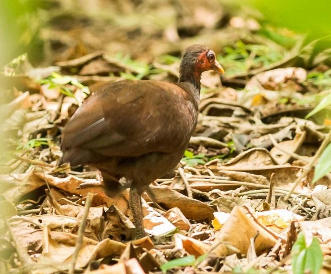 Philippine Megapode - ML379001191