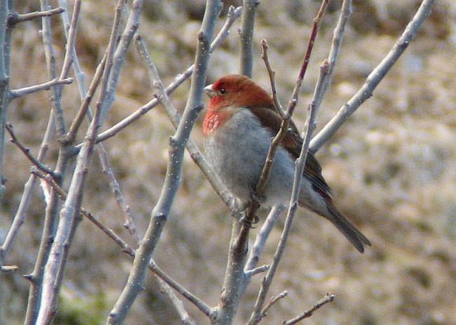 Crimson-browed Finch - ML379001321