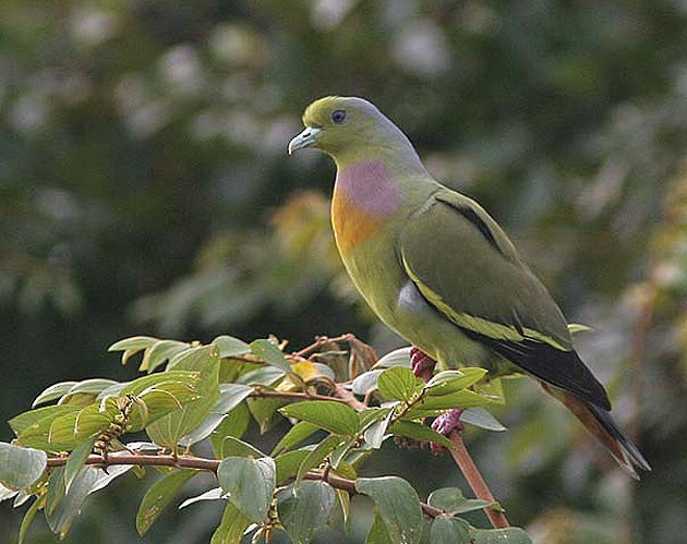 Orange-breasted Green-Pigeon - Klaus Malling Olsen