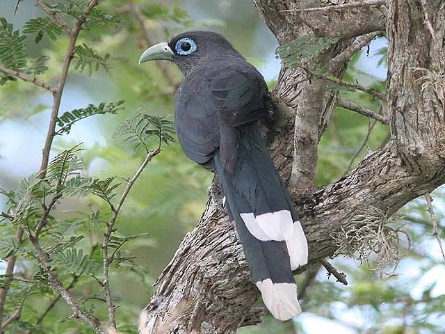 Blue-faced Malkoha - ML379002091