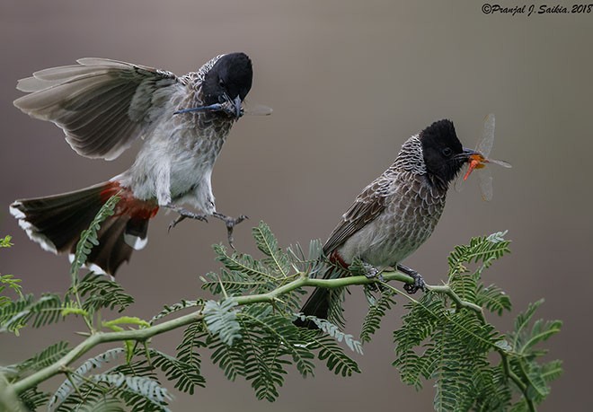 Red-vented Bulbul - ML379003261