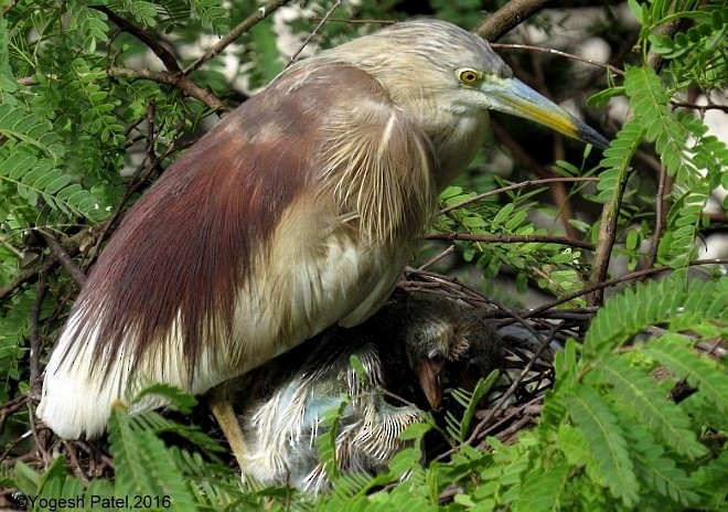 Indian Pond-Heron - ML379003551