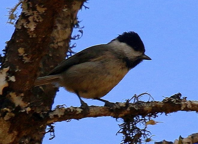 Black-bibbed Tit - ML379003621