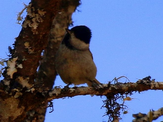 Black-bibbed Tit - ML379003651