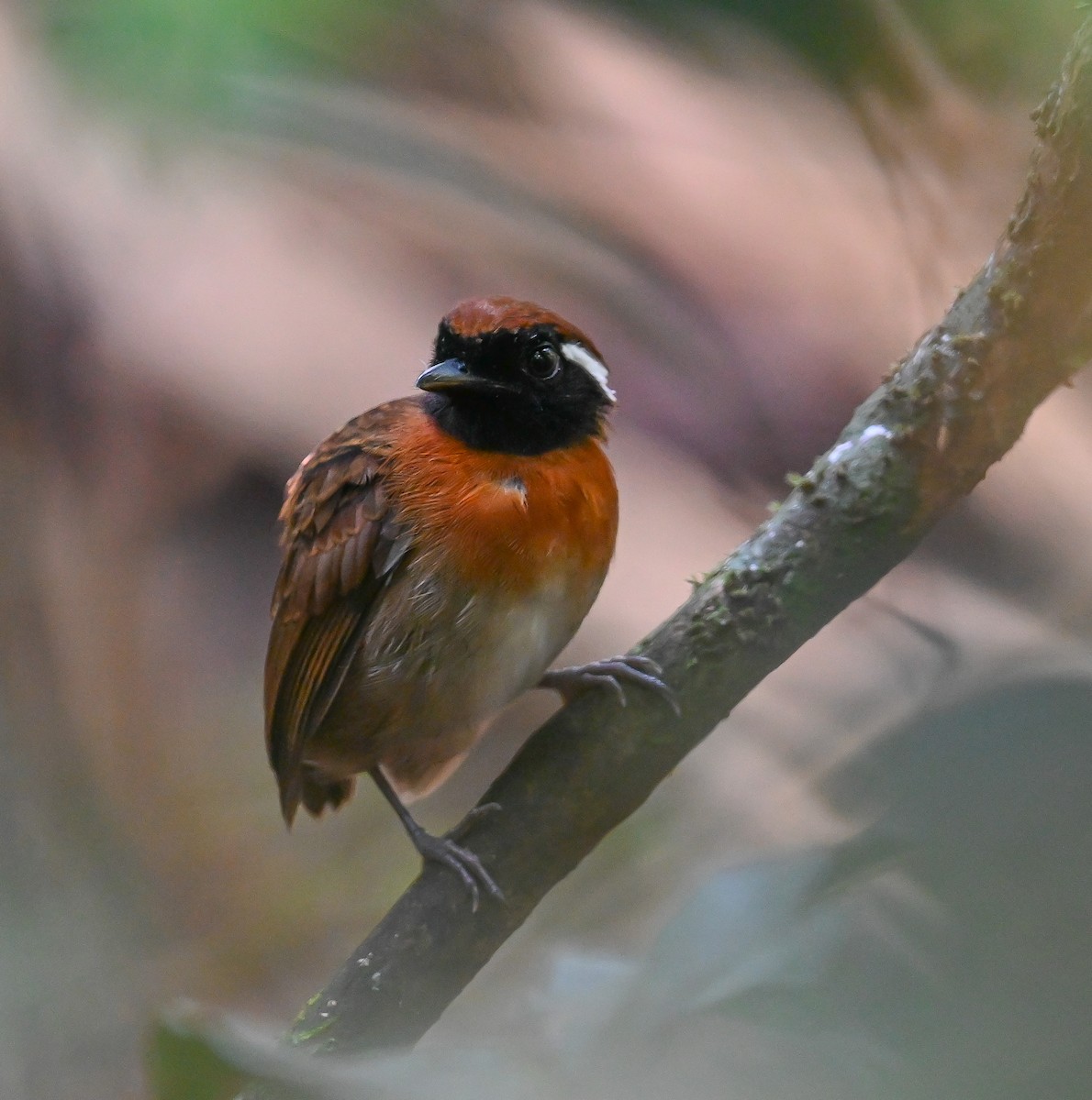 Chestnut-belted Gnateater - Simon van der Meulen