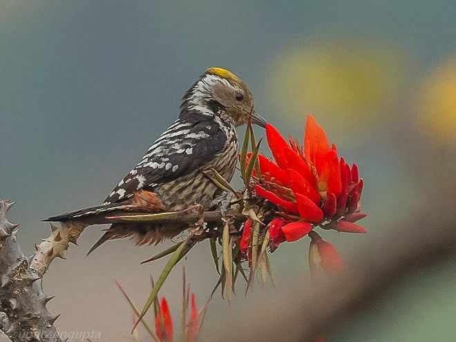 Brown-fronted Woodpecker - ML379004601