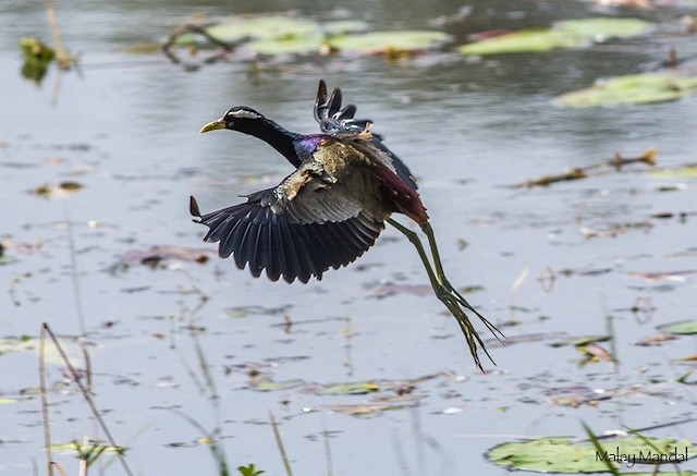 Bronze-winged Jacana - ML379004821