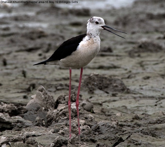 Black-winged Stilt - ML379004831