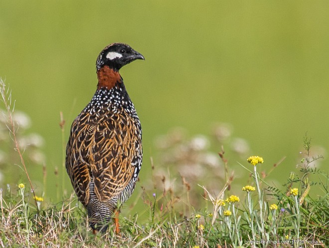 Black Francolin (Eastern) - ML379005071