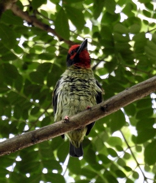 Coppersmith Barbet - ML379005851