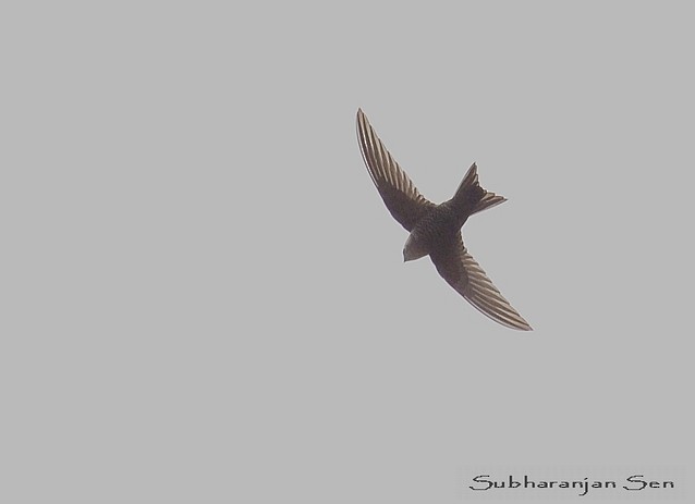 Blyth's Swift - ML379005881