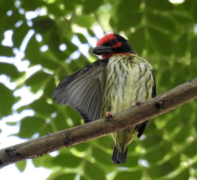 Coppersmith Barbet - ML379005931